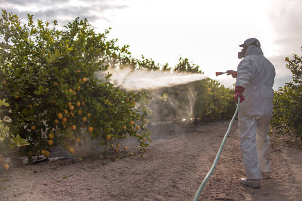 Bird Control in Wrightwood, CA