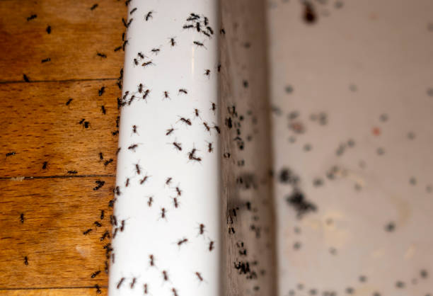 Best Affordable Pest Control Services  in Wrightwood, CA