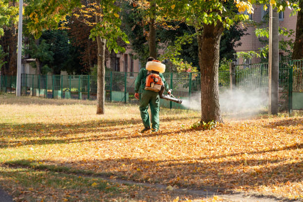 Best Termite Control Services  in Wrightwood, CA