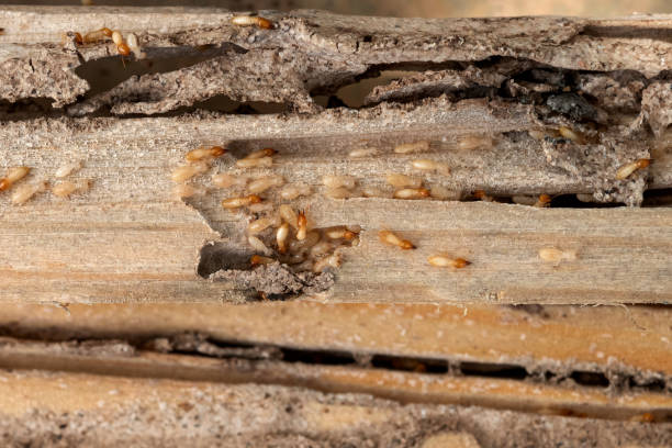 Best Emergency Pest Control  in Wrightwood, CA